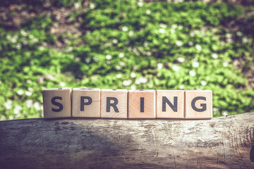 Spring in the forest