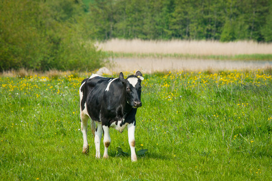 Holstein Friesian cow standing on a field
