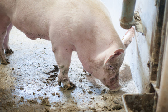 Dirty pig standing in mud