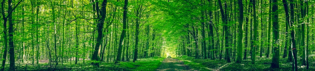 Poster Groen Panoramalandschap met een weg in een bos