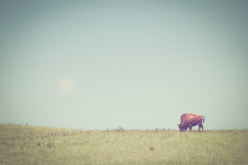 Bison on a green meadow © Polarpx