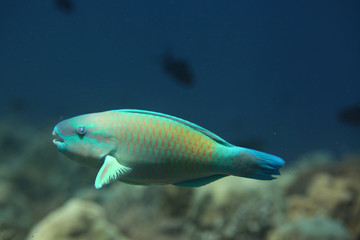 papugoryba © agarianna