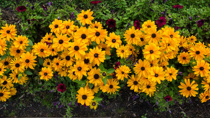 Yellow rudbeckia flowers on grean background with leaves