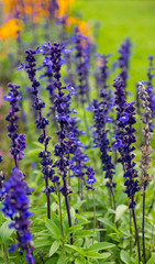 Blue and purple delphinium flowers on green bakcground