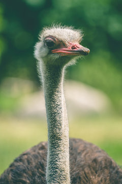 Ostrich with a long neck