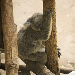 Koala bear sileeping