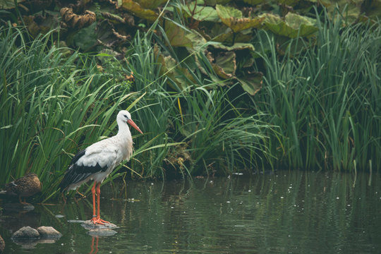 White stork in a river