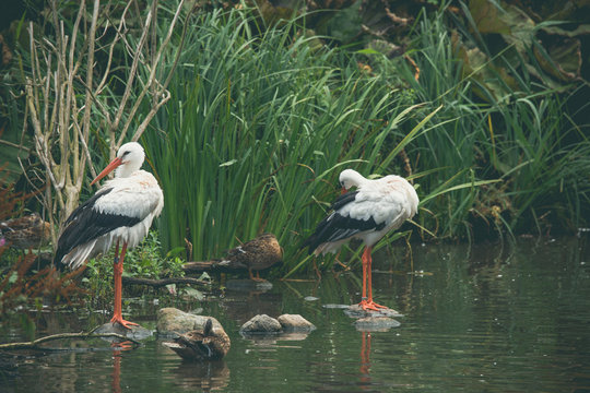 Stork couple by a river