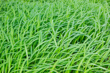 green grass texture background
