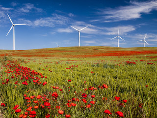Campo de amapolas y molinos de viento