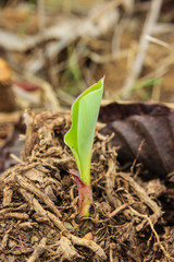 young banana tree