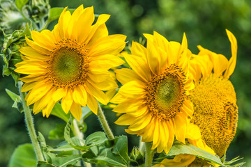 Подсолнохи в саду