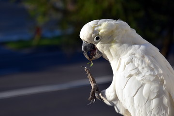 Yellow-crested Cockatoo eating grass (Sydney, NSW, Australia)