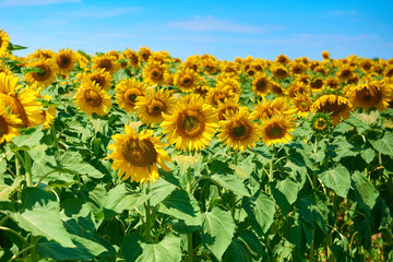 Fototapeta premium sunflower field beautiful summer landscape with clear sky