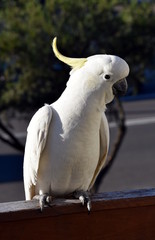 Yellow-crested Cockatoo eating grass (Sydney, NSW, Australia)