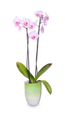 Naklejka na ściany i meble orchid flowers