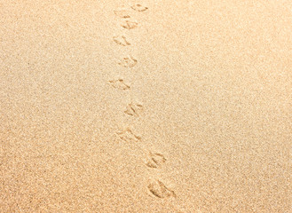 Fototapeta na wymiar Sand with bird or seagull footprints. Beach background.
