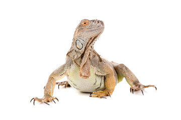 Obraz premium Iguana
