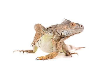 Obraz premium Iguana