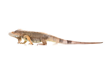 Iguana