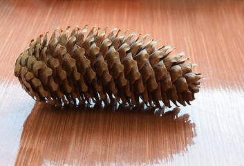 cone with seeds of spruce tree