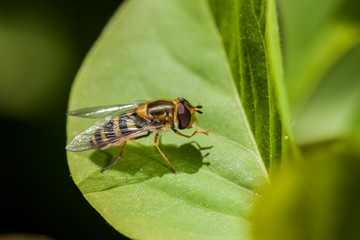 Sericomyia silentis_right