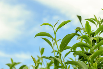tea leafs with sky background, over light