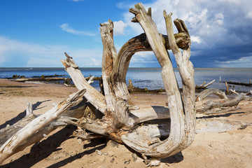 Weathered wood at the sandy beach of the Baltic sea in Koka, Latvia.