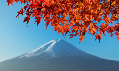 Autumn maple leaves with mount Fuji at lake kawaguchiko, Japan