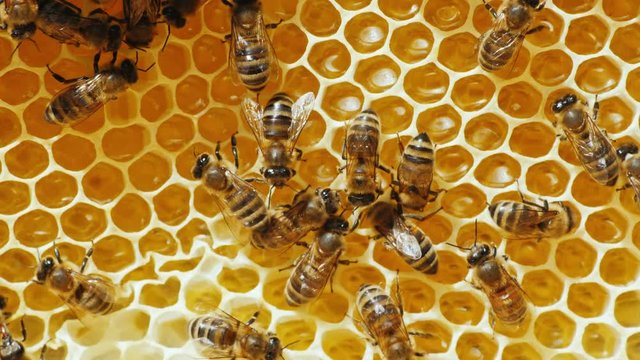 The colony of honey bees working on honeycombs