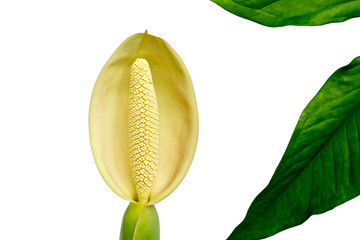 white beautiful spadix flower