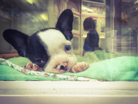 French Bulldog Puppy In Pet Shop Window