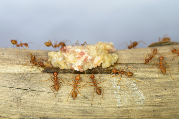 Ants at work teamwork concept