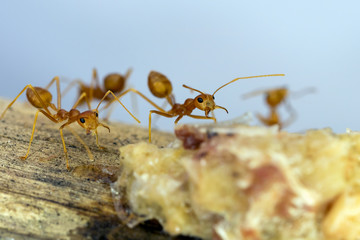 Ants at work teamwork concept