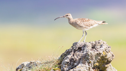 Whimbrel - Iceland