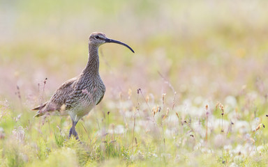 Whimbrel - Iceland