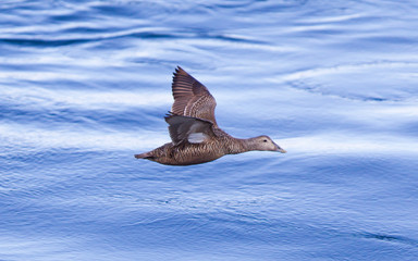 Common Eider flying over water