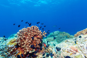 Fototapeta na wymiar Hard Colorful Corals at sea Bottom, Bali, Indonesia