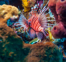 Closeup of Red Lion Fish, Komodo