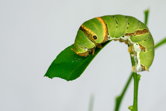 Beautiful green caterpillar creeps on a green grass