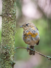 Robin
