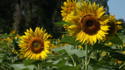Blooming sunflower heads in cultivated crop field