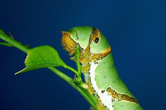 Beautiful green caterpillar creeps on a green grass