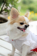 Female Chihuahua dog sitting on white table.
