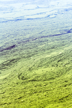 Pond With Polluted  Stale Scum Water With Yellow And Green Strip