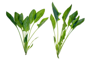 Spinach on white background
