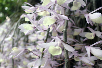 an orchid in full bloom