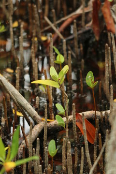 mangrove shutes