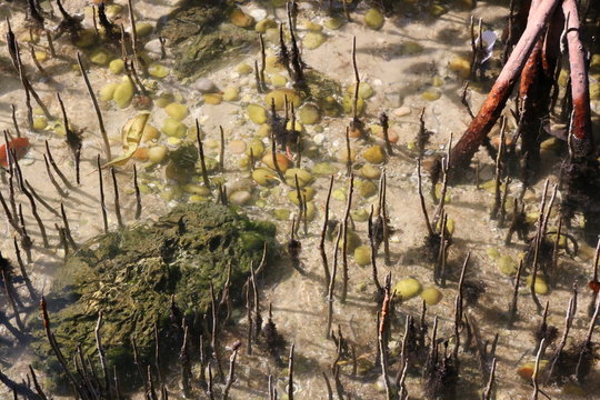 mangrove shutes