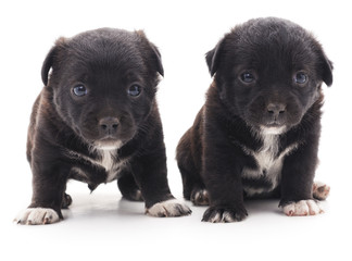 Two black puppies.